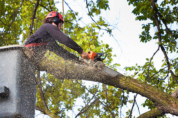 Best Tree Removal  in Citrus Park, FL